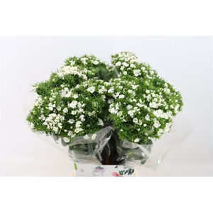 Di Barb Breanthus Hera Wite