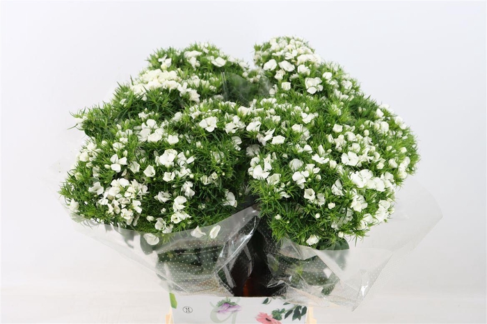 <h4>Di Barb Breanthus Hera Wite</h4>