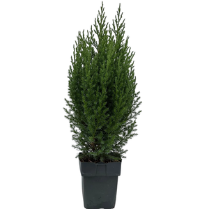 Juniperus chinensis 'Stricta' P17