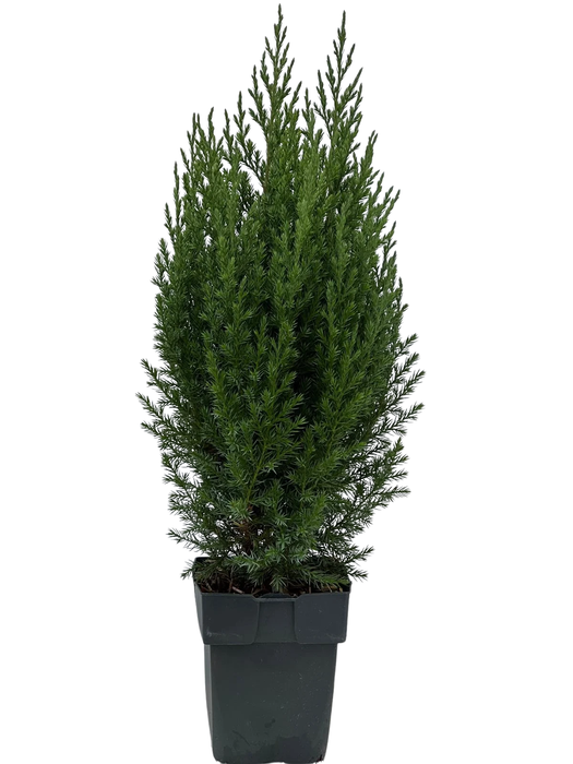 <h4>Juniperus chinensis 'Stricta' P17</h4>
