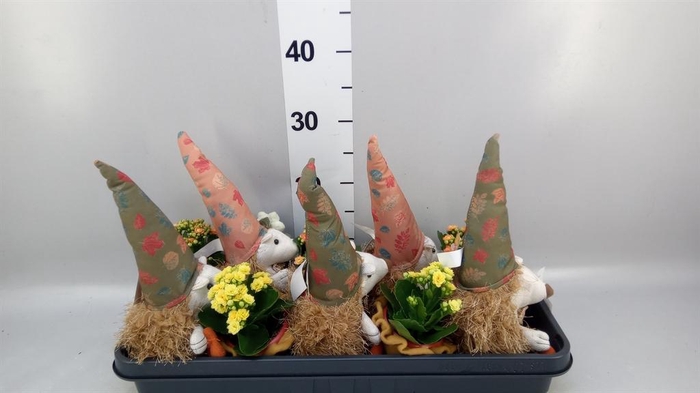 <h4>Arr.    Planten  L%</h4>