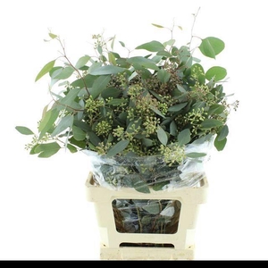 EUC POLYAN FRUI P BS