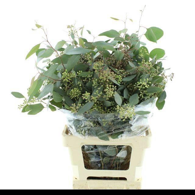 <h4>EUC POLYAN FRUI P BS</h4>