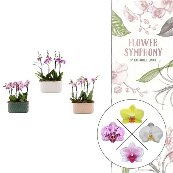 <h4>Honingraat BHome mix 1 | 2 plants in 1 pot | Phalaenopsis</h4>