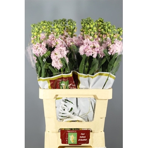 Matthiola Iron Cherry Blossom | Heavy Quality