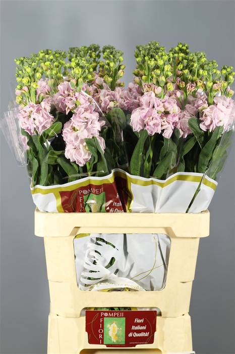 <h4>Matthiola Iron Cherry Blossom | Heavy Quality</h4>