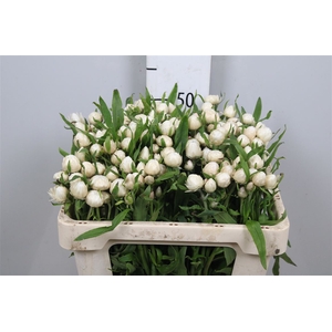 Helichrysum White