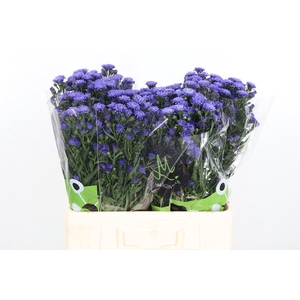 Aster Dark Milka