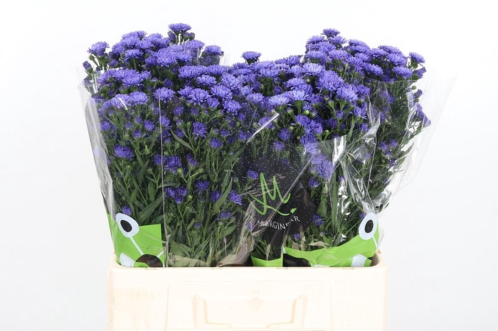 <h4>Aster Dark Milka</h4>