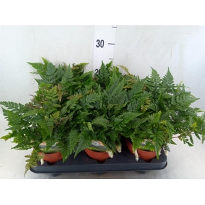 Humata griffithiana var. tyermannii