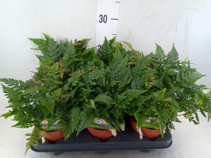 <h4>Humata griffithiana var. tyermannii</h4>