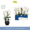 Phalaenopsis wit meer takken