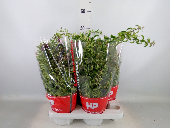 <h4>Aeschynanthus  'Twister'</h4>