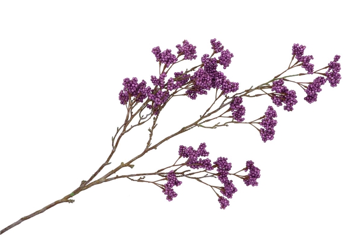 <h4>Silk Berry Spice Dark Purple 108cm</h4>