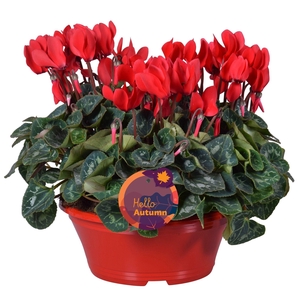 Cyclamen Ton sur Ton in rode schaal (3pp)