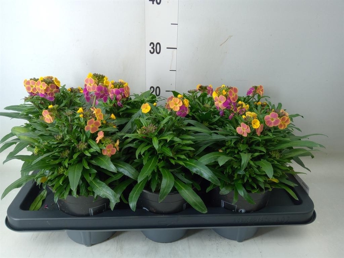 <h4>Erysimum   ...</h4>