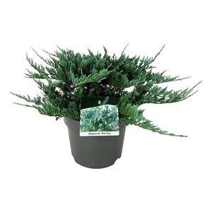 Juniperus hor. 'Blue Chip'