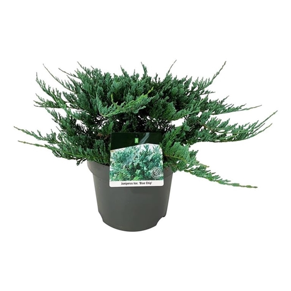 <h4>Juniperus hor. 'Blue Chip'</h4>