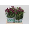 Ranunculus Magical Raspberry