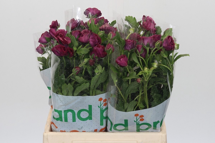Ranunculus Magical Raspberry