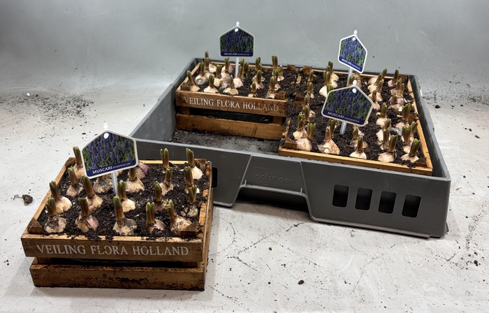 <h4>ARR MUSCARI</h4>