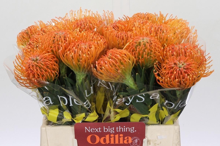 <h4>LEUCO AYOBA PEACH</h4>