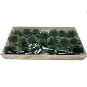 HOUTEN ROOS MOSS GRO