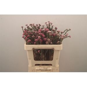 Kaaps Metalasia Pink *new*