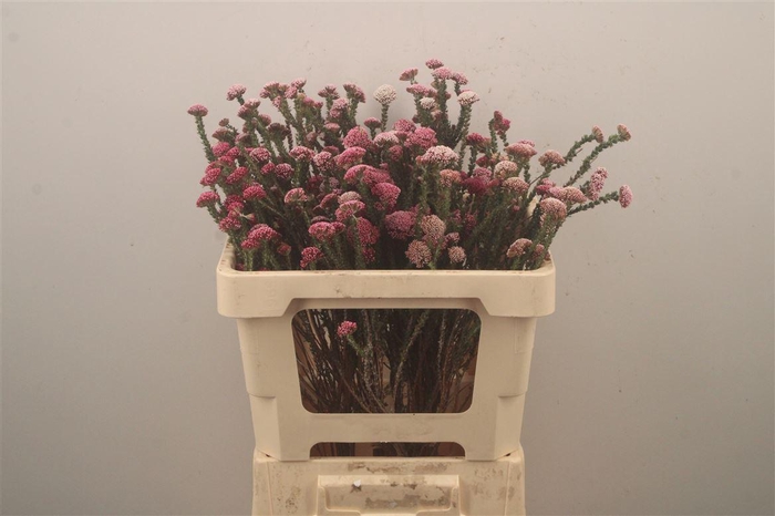 <h4>Kaaps Metalasia Pink *new*</h4>