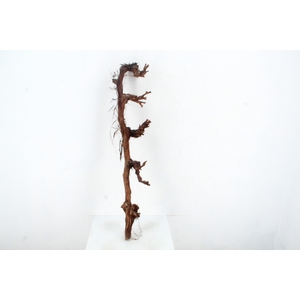 GRAPE WOOD NATURAL 120CM