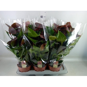 Anthurium andr. 'Essencia'