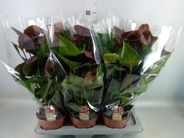 <h4>Anthurium andr. 'Essencia'</h4>