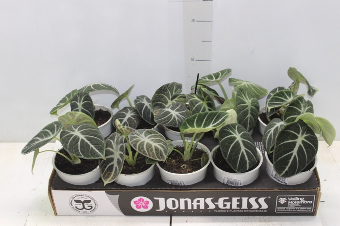 ALOCASIA REGINULA NINJA P12