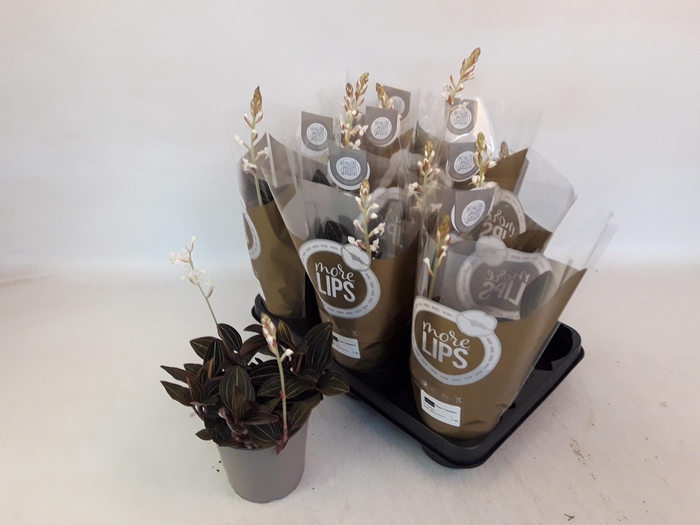 <h4>LUD DISCOLOR</h4>