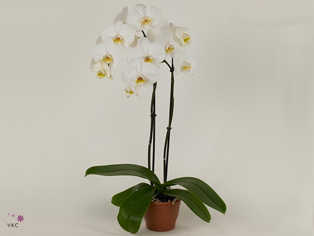 Phalaenopsis  'Ant Cambridge'