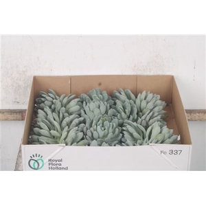 Echeveria Elegans X20