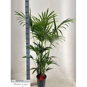 HOWEA FORSTERIANA