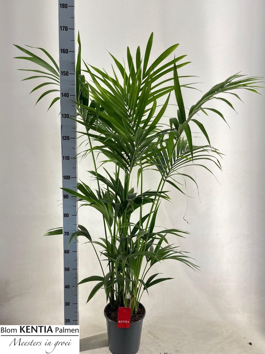 <h4>HOWEA FORSTERIANA</h4>
