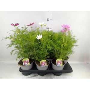 Cosmos bipinnatus 'Sonata'   ...mix