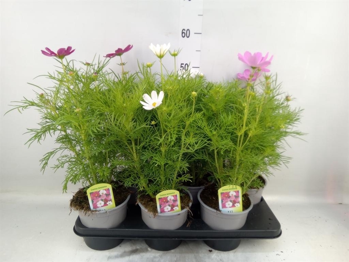 <h4>Cosmos bipinnatus 'Sonata' ...mix</h4>