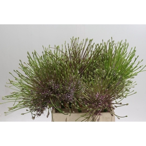 Allium schubertii
