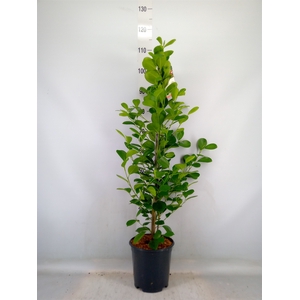 Ficus microcarpa 'Moclame'