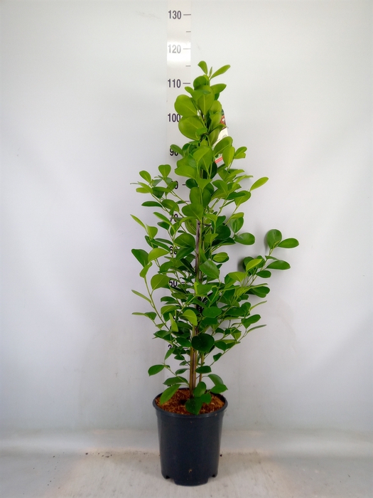 <h4>Ficus microcarpa 'Moclame'</h4>