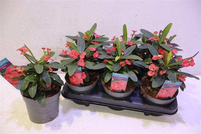 <h4>Euphor Mi Maxi Olymp</h4>