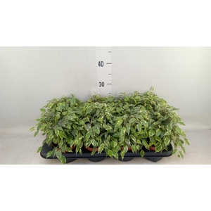 Ficus benja. 'Kinky'