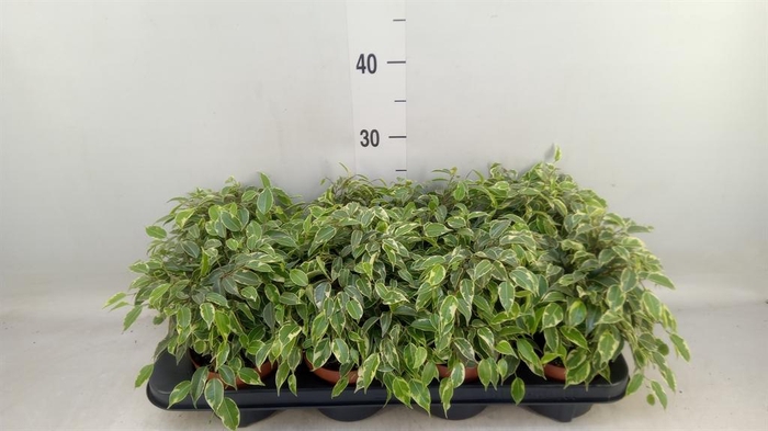 <h4>Ficus benja. 'Kinky'</h4>