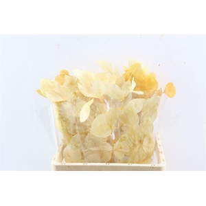 Pres Euca Populus Bleached Bunch