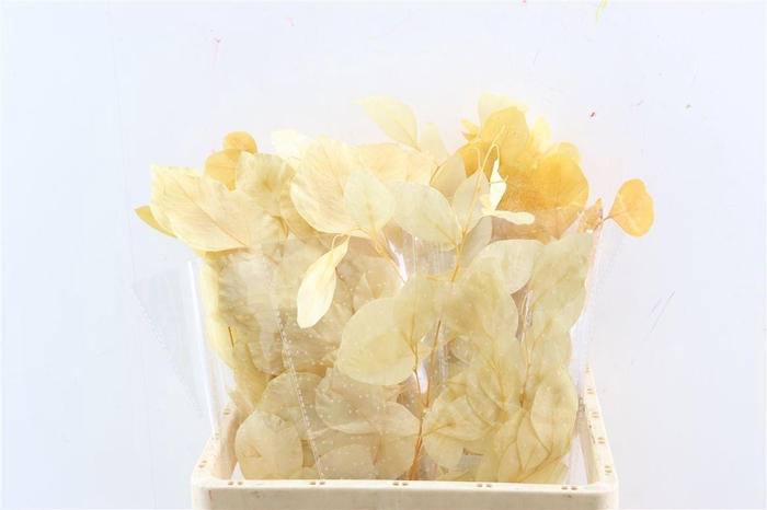 <h4>Pres Euca Populus Bleached Bunch</h4>