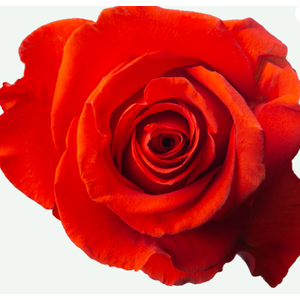 R Gr New Face Orange 50cm EC