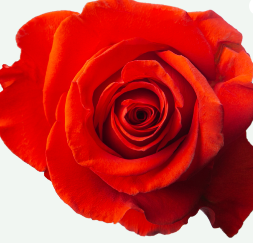 <h4>R Gr New Face Orange 50cm EC</h4>